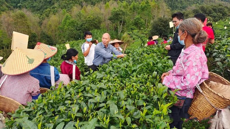 有关于梁河县：农业技术人员到水箐村开展茶叶科技培训的相关内容(3)
