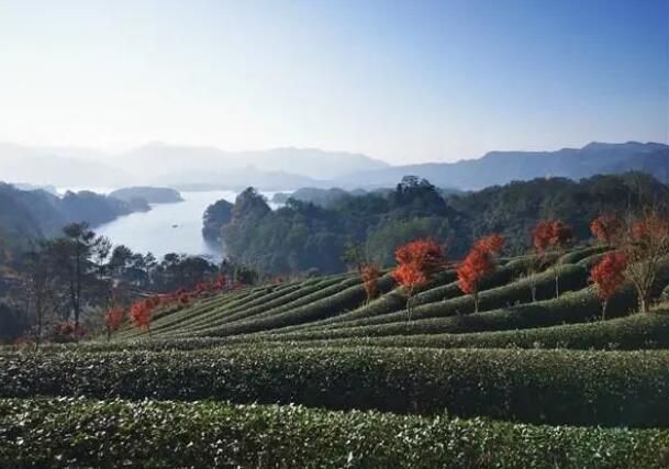 关于泰宁梅口乡境元：秋日茶山美如画的新闻(2)