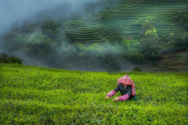 有关于宁德市：统筹做好“三茶”文章 推动茶产业高质量发展的资讯(1)