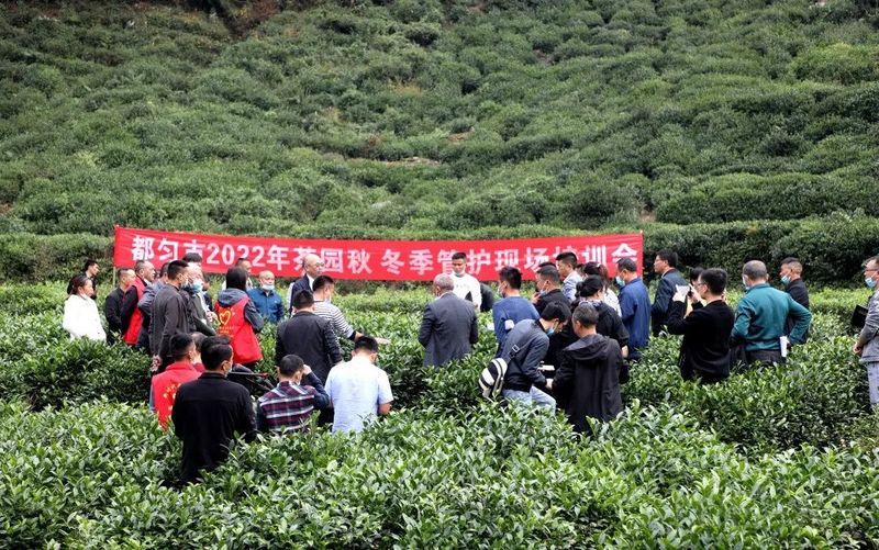 关于都匀市2022年秋冬季茶园管护工作启动的最新消息(3)