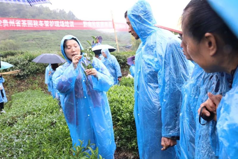 有关于贵州省茶园秋冬管护现场培训会在惠水召开的相关信息(2)