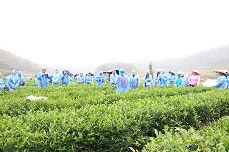 有关于贵州省茶园秋冬管护现场培训会在惠水召开的相关信息