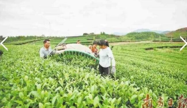 关于机器“采茶工”为岩茶冬采提速的资讯