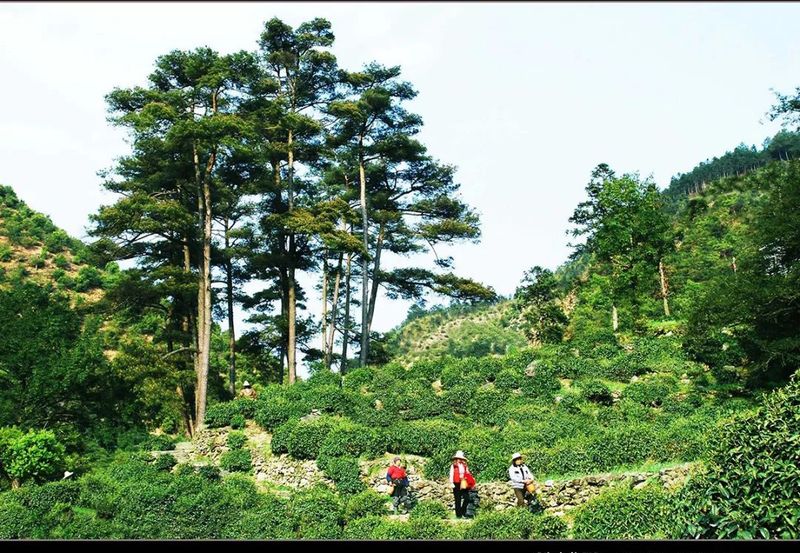 有关于名茶之都黄山市茶产业十年纪实：潮平两岸阔 风正一帆悬的资讯