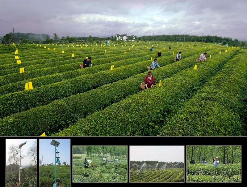 有关于名茶之都黄山市茶产业十年纪实：潮平两岸阔 风正一帆悬的资讯(1)