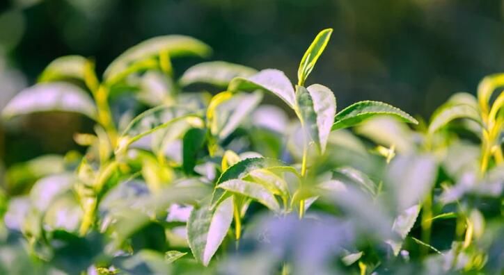 关于湖北十堰茅箭:茶山秋意浓 秋茶采摘忙的内容(2)