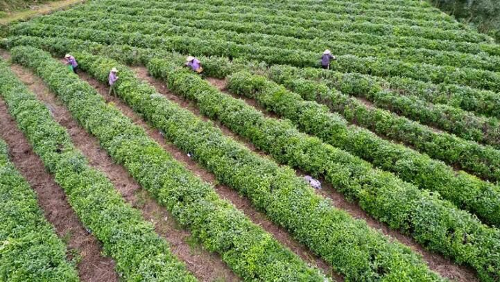 关于湖北十堰茅箭:茶山秋意浓 秋茶采摘忙的内容