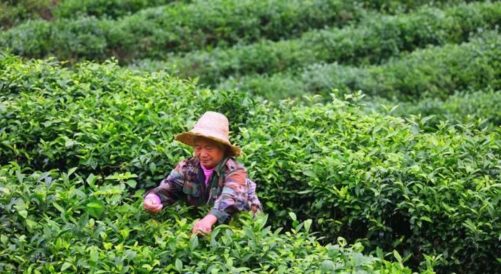 关于湖北十堰茅箭:茶山秋意浓 秋茶采摘忙的内容(1)