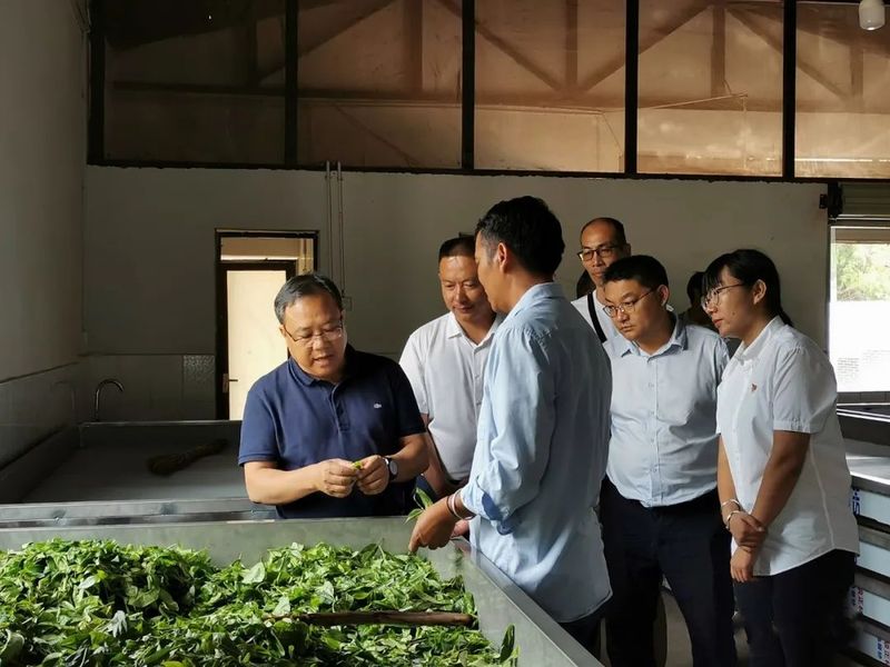 有关于十年努力 老乌山茶产业发展闯出新天地的新闻
