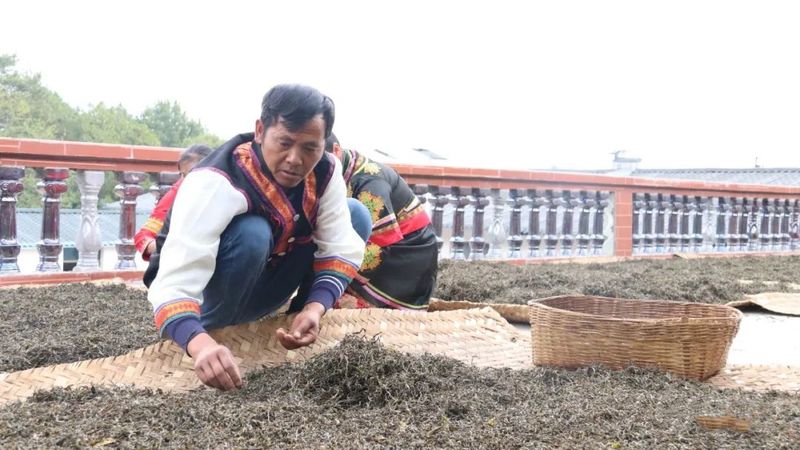 有关于十年努力 老乌山茶产业发展闯出新天地的新闻(1)