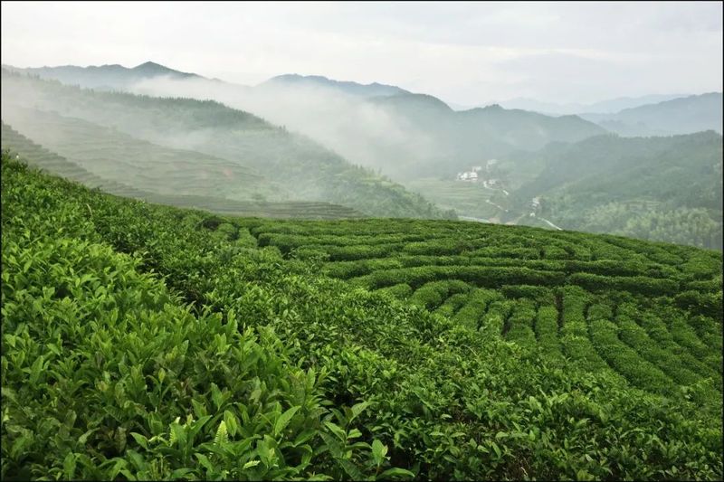 关于“数字制茶”为湖南洞口县古楼茶产业振兴注入新动能的信息(2)
