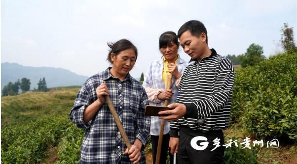 关于贵州沿河：中寨万亩茶乡干部群众收看二十大开幕盛况的新闻(1)