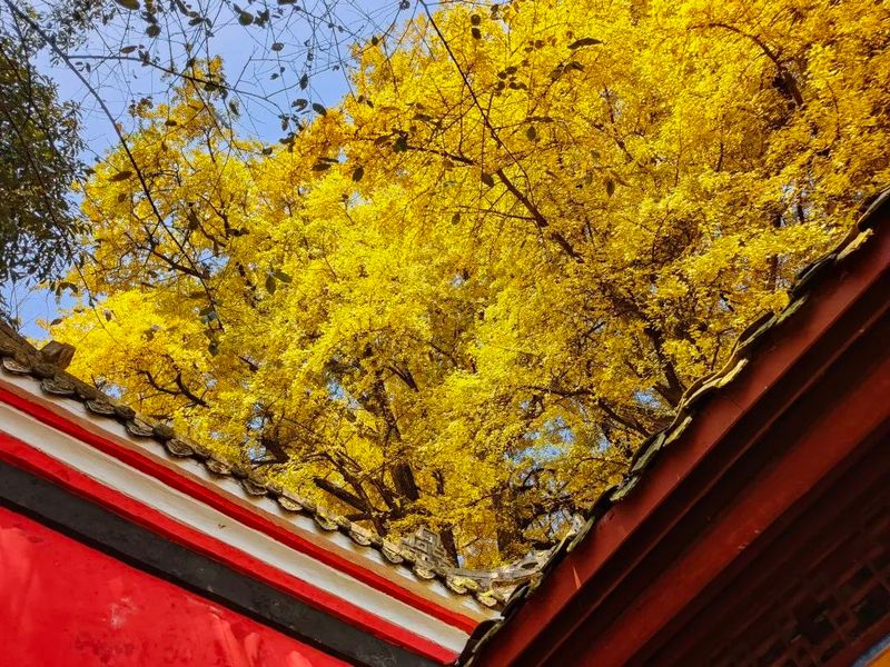 关于“蒙顶雅集·秋色茶会”活动圆满举办！迎四海嘉宾，品茗赏秋色~的资讯(10)