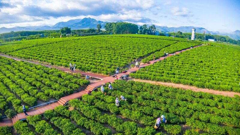 关于白沙茶产业再获新荣誉 持续为“两山”建设添柴加薪的内容(1)
