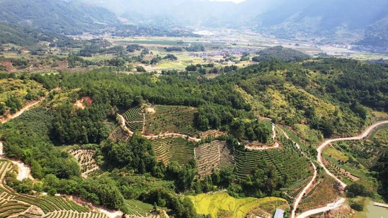 关于实现百亿目标！今后五年宁德蕉城区“三茶”统筹发展这么干的信息(2)