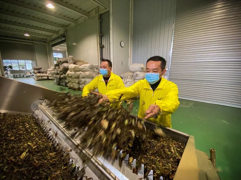 关于实现百亿目标！今后五年宁德蕉城区“三茶”统筹发展这么干的信息(3)