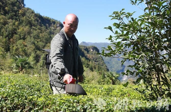 关于恩施鹤峰：茶园秋管忙 来年茶飘香的相关信息(2)
