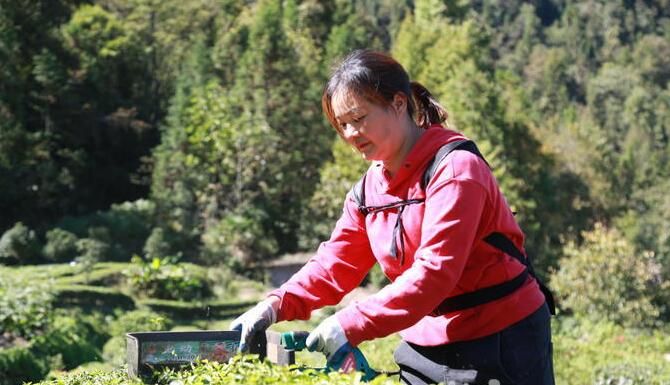 关于恩施鹤峰：茶园秋管忙 来年茶飘香的相关信息(1)