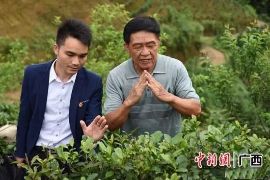有关于广西:奋力打造千亿元茶产业的消息(4)