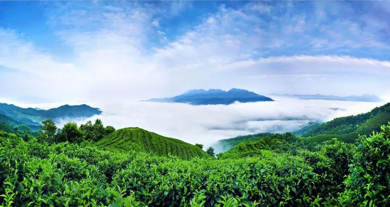 有关于广西:奋力打造千亿元茶产业的消息(8)