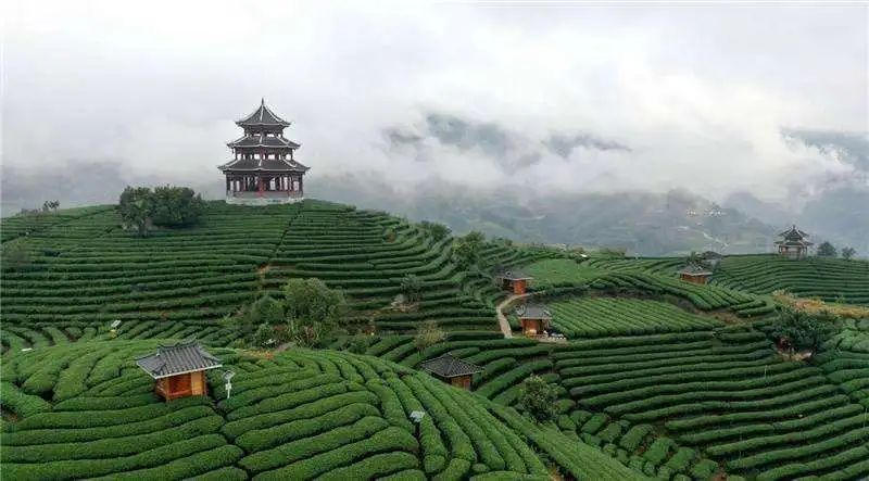 有关于广西:奋力打造千亿元茶产业的消息(5)