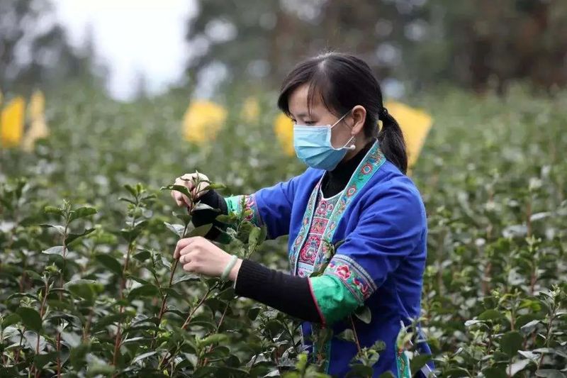 有关于广西:奋力打造千亿元茶产业的消息