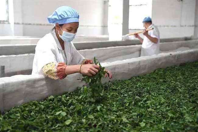 有关于广西:奋力打造千亿元茶产业的消息(3)
