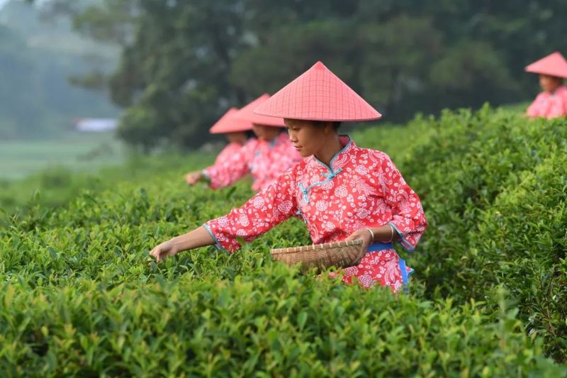 有关于兴业县创新机制推动富硒茶产业做大做强的消息(1)
