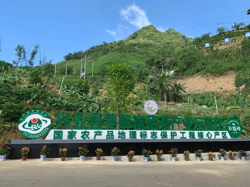 有关于兴业县创新机制推动富硒茶产业做大做强的消息