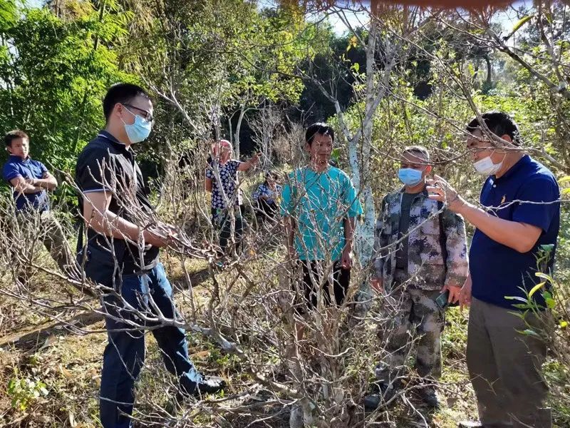 关于景洪市经济作物工作站指导茶园病虫害防治的资讯