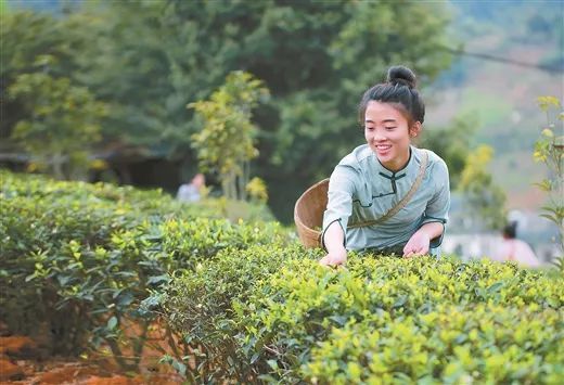 关于跟着总书记长见识，“大有前途”的六堡茶的资讯(8)