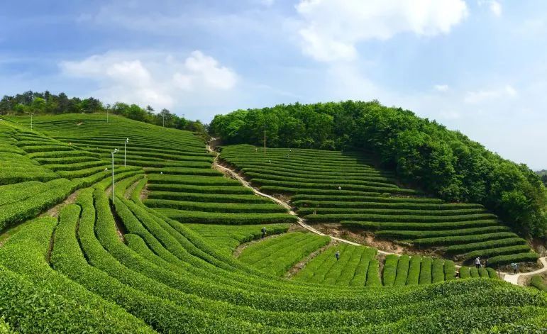 关于浙江省茶产业数字化改革进程与展望的最新消息(5)