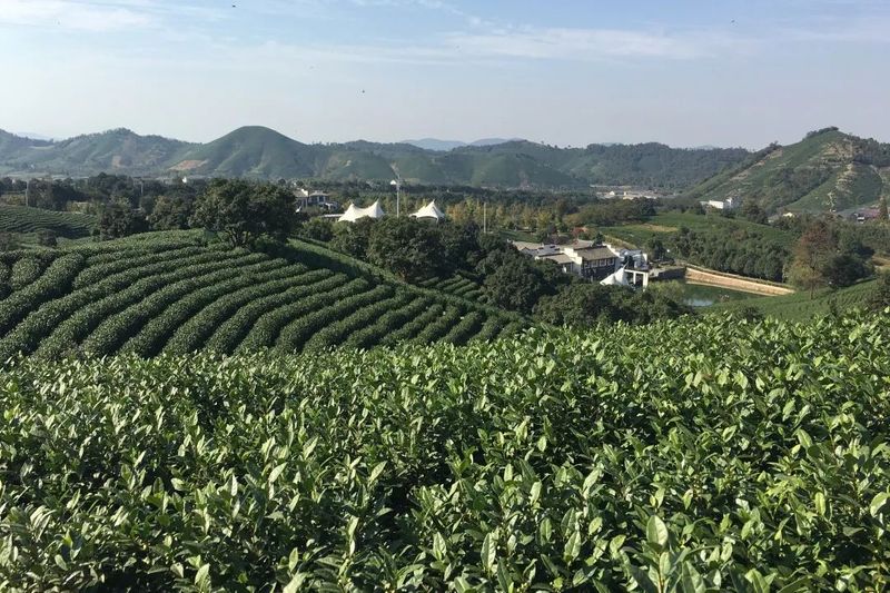 关于浙江省茶产业数字化改革进程与展望的最新消息(6)