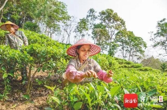 有关于五指山水满乡毛纳村:把茶叶经营好 让日子更红火的资讯
