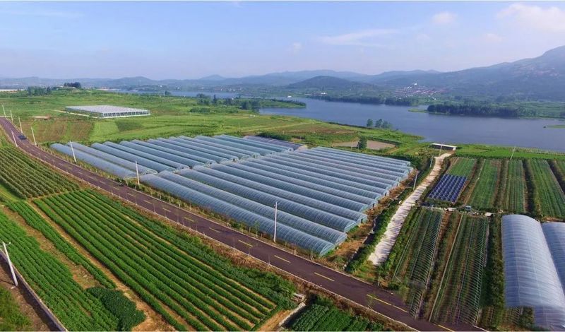 关于山东日照岚山区:“南茶北引”起家,十年位列“中国茶业百强县”!的内容(7)