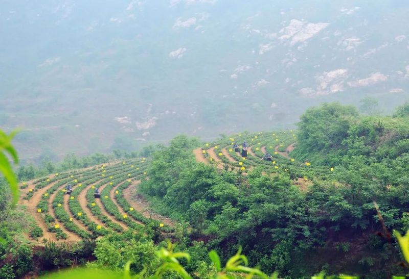 关于山东日照岚山区:“南茶北引”起家,十年位列“中国茶业百强县”!的内容(6)