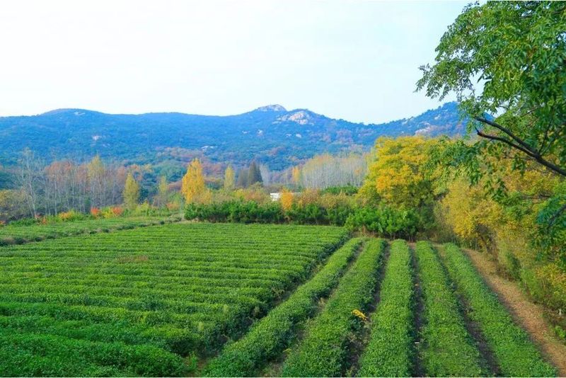 关于山东日照岚山区:“南茶北引”起家,十年位列“中国茶业百强县”!的内容(3)