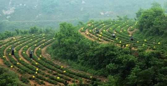 关于山东日照岚山区:“南茶北引”起家,十年位列“中国茶业百强县”!的内容(1)