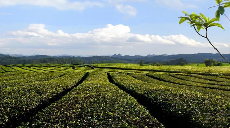 有关于湄潭县茶叶出口企业联合体被农业农村部认定为“2022农业国际贸易高质量发展基地”的最新消息(1)