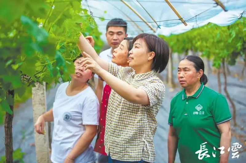 有关于聚焦“二十大”:推动茶产业发展,铺就乡村振兴路的新闻(9)