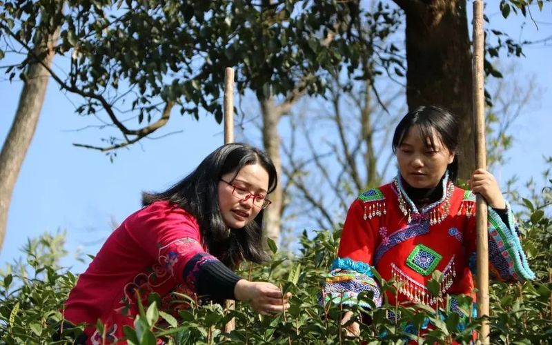 有关于聚焦“二十大”:推动茶产业发展,铺就乡村振兴路的新闻(2)