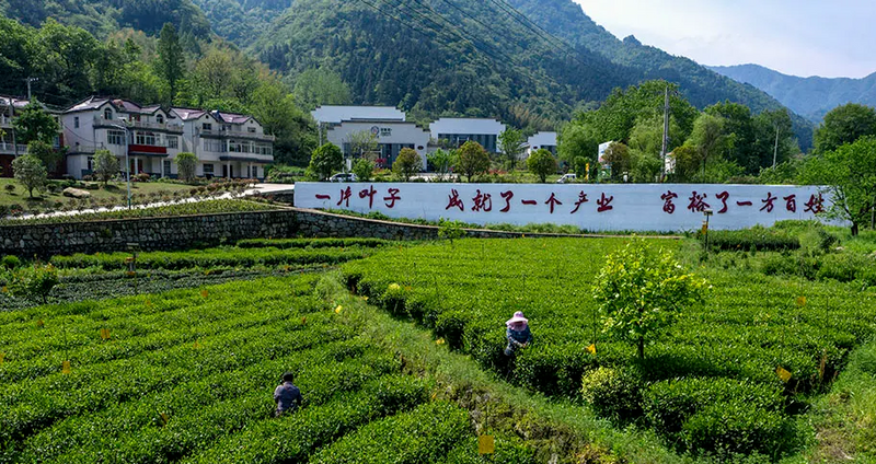 有关于聚焦“二十大”:推动茶产业发展,铺就乡村振兴路的新闻(1)