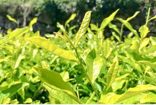 关于陕西紫阳县总工会多举措助力茶产业发展的相关信息