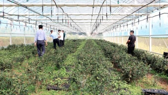 有关于山东烟台绿茶向全国递出“绿色名片”的资讯