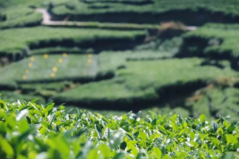 关于福鼎首批!57人成为福鼎茶产业人才库专家组成员的信息(2)