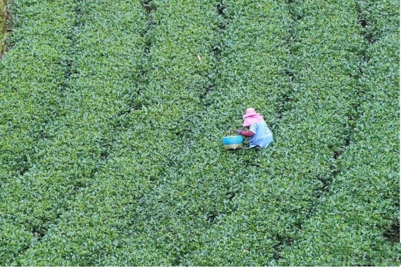 关于福鼎首批!57人成为福鼎茶产业人才库专家组成员的信息(1)