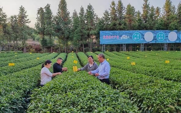 有关于湖南省农科院“春剪秋控”技术助力秋茶抗旱丰产的资讯