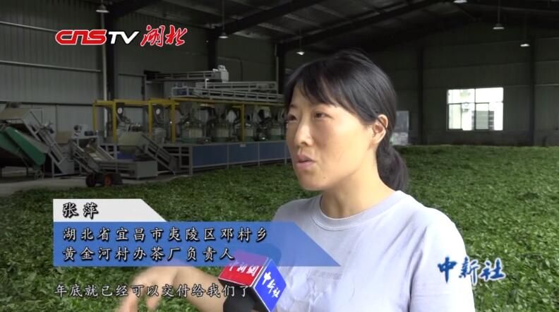 关于夷陵邓村:党建赋能民宿产业 共同缔造茶旅家园的内容(2)