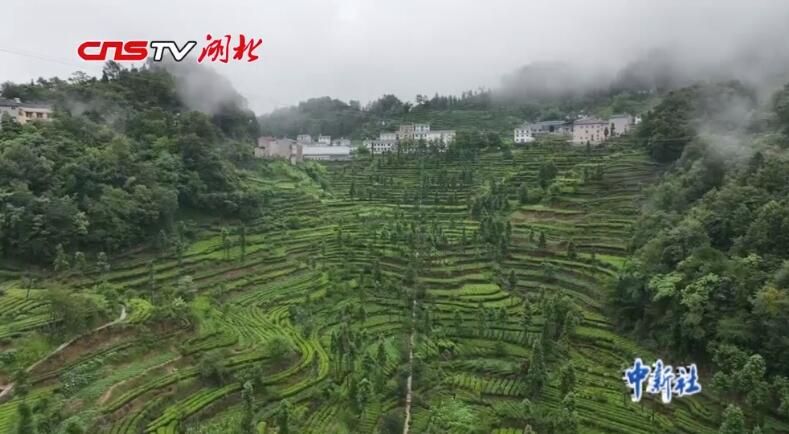 关于夷陵邓村:党建赋能民宿产业 共同缔造茶旅家园的内容(1)