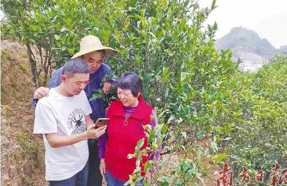 有关于潮州凤凰镇“凤凰山茶旅走廊”:以“一片叶子”富一方百姓的相关信息